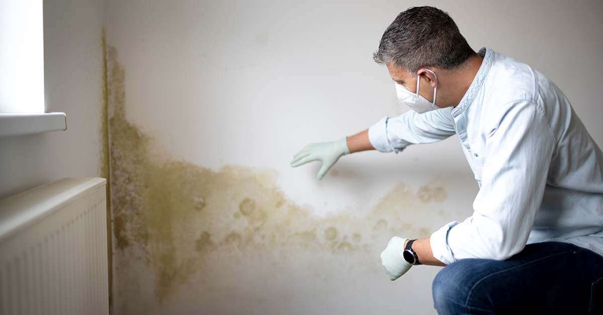 Pintura Antimoho – ¿Cómo eliminar el moho de paredes y techos?